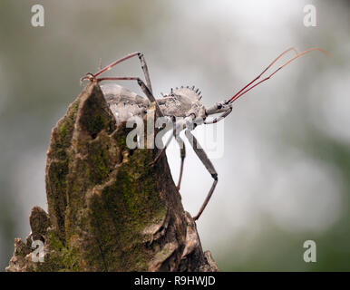 Un portrait d'un assassin bug. Ils sont également connus comme la roue Bug. J'ai pris cette photo dans ma cour à Timberville en Virginie. Banque D'Images