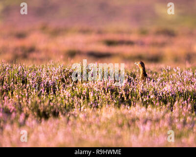 Un lagopède des saules (Lagopus lagopus) parmi la floraison rose bruyère (Calluna vulgaris) sur la Hograh Moor North York Moors Banque D'Images