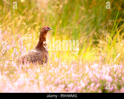 Un lagopède des saules (Lagopus lagopus) baigné de soleil parmi la bruyère (Calluna vulgaris) de Farndale Moor dans North York Moors Banque D'Images