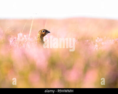 Les yeux dans les yeux avec un lagopède des saules (Lagopus lagopus) parmi les plantes à Heather (Calluna vulgaris) de Farndale Moor dans le North Yorkshire Moors Banque D'Images