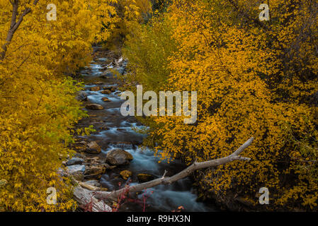 Belles couleurs d'automne le long d'un ruisseau de montagne. Banque D'Images