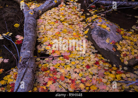 Des couleurs d'automne et de motifs sur un canyon. Banque D'Images