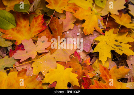 Des couleurs d'automne et de motifs sur un canyon. Banque D'Images