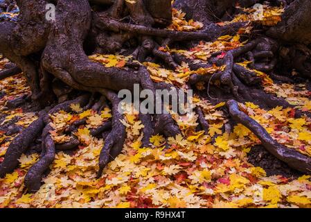 Des couleurs d'automne et de motifs sur un canyon. Banque D'Images