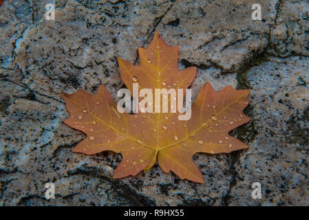 Des couleurs d'automne et de motifs sur un canyon. Banque D'Images