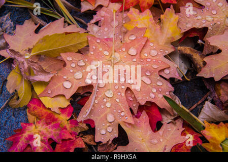 Des couleurs d'automne et de motifs sur un canyon. Banque D'Images