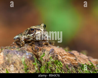 Dans le domaine macro Banque D'Images