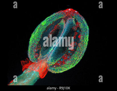 Anthère de l'arabette de thalius (Arabidopsis thaliana) Banque D'Images