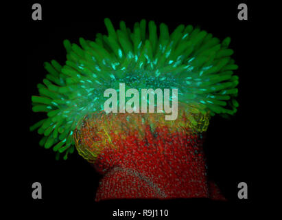 La stigmatisation de l'arabette de thalius (Arabidopsis thaliana) Banque D'Images