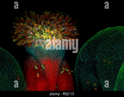 Fleur de l'arabette de thalius (Arabidopsis thaliana) Banque D'Images