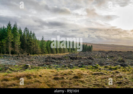 Il s'agit d'une photo ou d'une forêt de sapin dans une partie reculée de l'Irlande. Une partie de la forêt a déjà été réduit de bois Banque D'Images