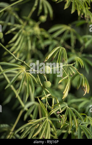 L'arbre le manioc utilisé une source de caoutchouc également connu sous le nom de Manihot glaziovii Banque D'Images