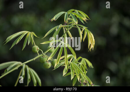 L'arbre le manioc utilisé une source de caoutchouc également connu sous le nom de Manihot glaziovii Banque D'Images