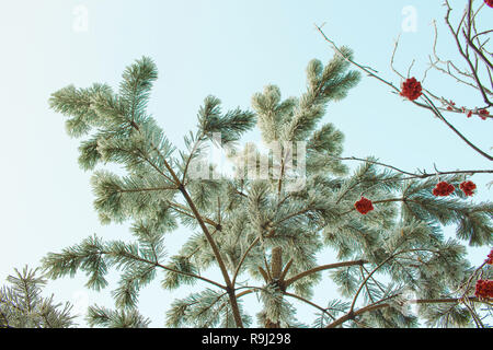 La neige a couvert de pins gelés, Rowan branch, et nettoyer le ciel d'hiver bleu Banque D'Images