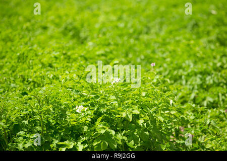 Choux de Vernal vert de plants de pommes de terre qui poussent sur des plantations d'été. Banque D'Images