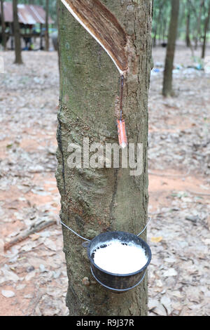 Dans le latex de caoutchouc noir tasse de plantation d'arbres dans la province de Khon Kaen, à la Thaïlande. Banque D'Images