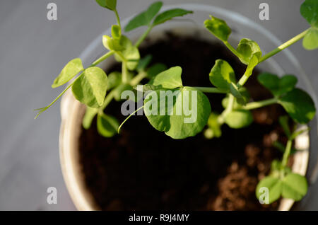 Celui de pois verts a grandi sur le sol. Les pois verts a commencé à grandir dans un pot avec de la terre. Les jeunes feuilles de pois verts. Photo, jour, la lumière Banque D'Images