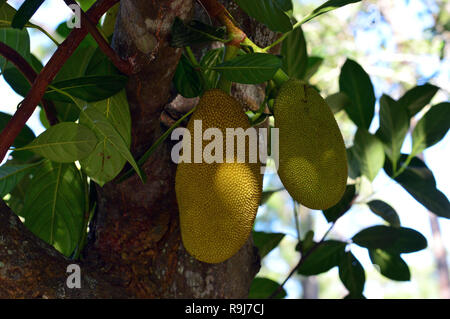 Jack fruits presque prêt pour la cueillette Banque D'Images