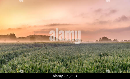 Coucher de soleil sur un champ de seigle dans la campagne en été, Orne Normandie France Banque D'Images