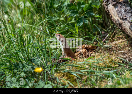 La belette Mustela nivalis ; seul ; sortant de trous UK Banque D'Images