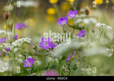 Géranium sanguin ; bois Geranium sylvaticum Meadow Muker ; Yorkshire ; UK Banque D'Images