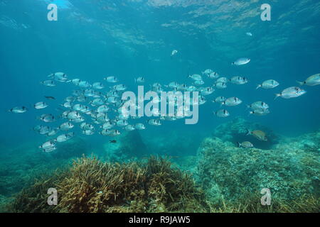 Un banc de poissons sous l'eau dans la mer Méditerranée (Diplodus vulgaris deux lignes de la dorade), Begur, Catalogne, Costa Brava, Espagne Banque D'Images