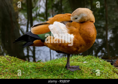 Tadorne casarca (Tadorna ferruginea), en équilibre sur une jambe et avec beak enterré dans les plumes Banque D'Images