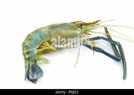 Isolé de crevettes Crevettes crevettes crus frais / isoler sur fond blanc - bleu pour cuire les crevettes griffe Banque D'Images