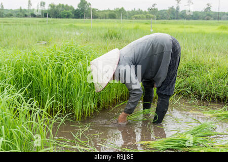 Les agriculteurs de l'Asie sont retirées des semis de riz. Les semis de riz de la saison, être préparé pour la plantation. Banque D'Images