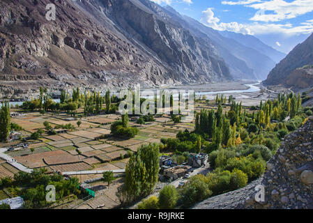 Les champs fertiles dans le village de Balti, Turtuk le long des fleuves Shyok River et plage de Karakoram, Ladakh, Inde Banque D'Images