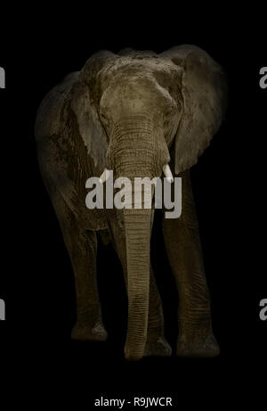 L'Illustre'éléphant africain (Loxodonta africana) sur fond noir Banque D'Images