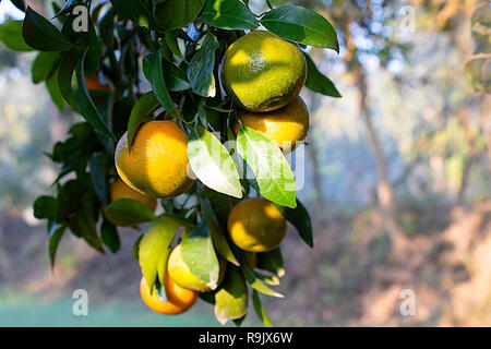 De plus en plus d'Orange sur l'arbre, prêt à manger, avec des feuilles et des branches de l'arrière-plan Banque D'Images