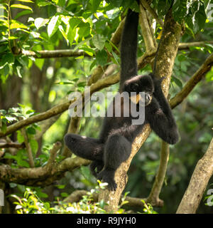 Yellow-cheeked Gibbon, Nomascus gabriellae détendue, suspendu dans un arbre. Banque D'Images