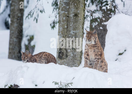 Eurasischer Luchs Familie ,Lynx lynx lynx eurasien, famille Banque D'Images