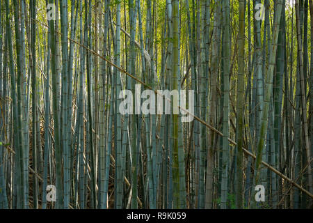 Grand vert frais forêt de bambous tropicaux au Japon Banque D'Images