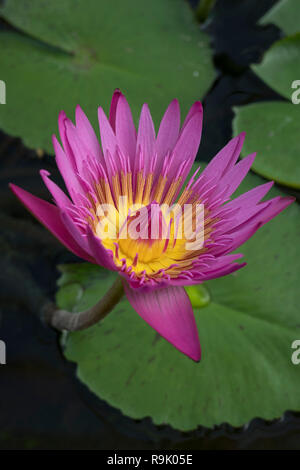 Belle floraison rose fleur de lotus indien Banque D'Images
