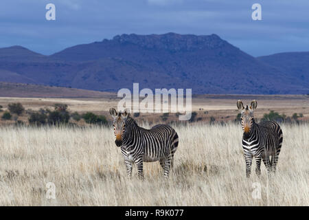 Des zèbres de montagne du cap (Equus zebra zebra), comité permanent des adultes, dans les prairies ouvertes, alerte, Mountain Zebra National Park, Eastern Cape, Afrique du Sud, l'Afrique Banque D'Images