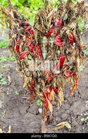 Bush séchés de piment rouge dans le jardin en hiver 24 Banque D'Images