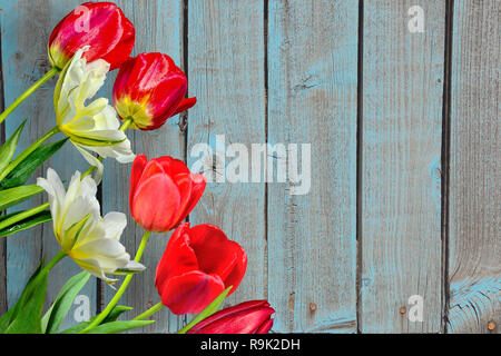 À partir de la frontière de printemps tulipes fleurs rouge et jaune sur fond de bois de couleur bleu, avec l'espace pour le texte. Maison de vacances modèle de carte de vœux pour Pâques Banque D'Images