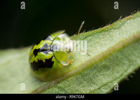 Close up Beetle tortue d'or sur fond vert feuille Banque D'Images