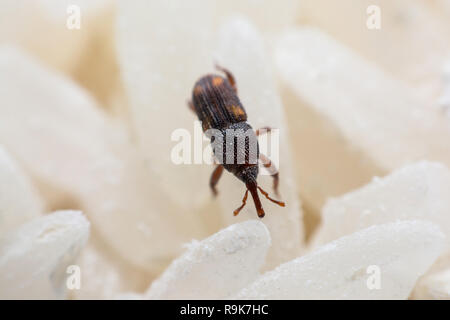 Charançon du riz, ou des noms scientifiques Sitophilus oryzae close up sur le riz blanc détruit. Banque D'Images