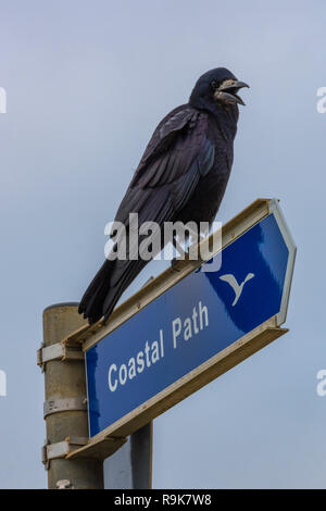 un corvid cordé ou rook assis au sommet d'un sentier côtier que les touristes marcheurs signpost sur l'île de wight, royaume-uni. Banque D'Images