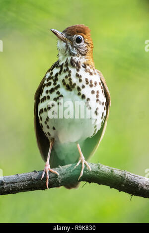 Grive des bois au printemps habitat boisé Banque D'Images
