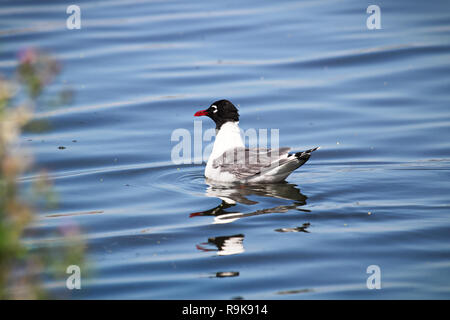 Le dos d'une mouette de Franklin natation sur l'eau Banque D'Images