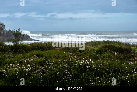 Vue sur la mer avec des vagues dans un beau champ fleuri. Ciel bleu en arrière-plan. Guarita park city, Torres, au sud du Brésil. Banque D'Images