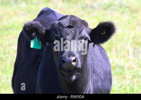 Gros plan de la tête d'une vache noire avec l'oreille Banque D'Images