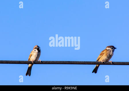 Sparrow oiseau posé sur des câbles électriques avec fond de ciel bleu Banque D'Images