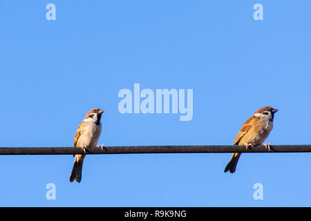 Sparrow oiseau posé sur des câbles électriques avec fond de ciel bleu Banque D'Images