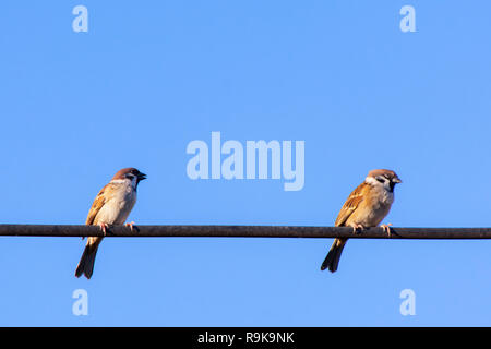 Sparrow oiseau posé sur des câbles électriques avec fond de ciel bleu Banque D'Images