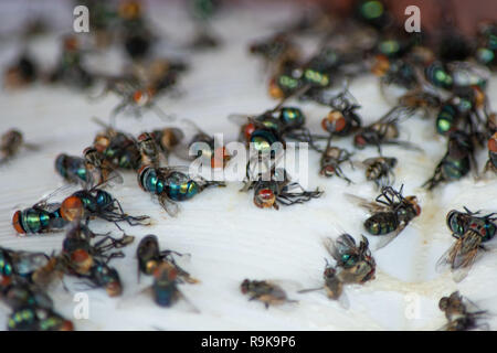 Groupe de Mouche, Mouche domestique mouche morte sur papier collante piège Banque D'Images